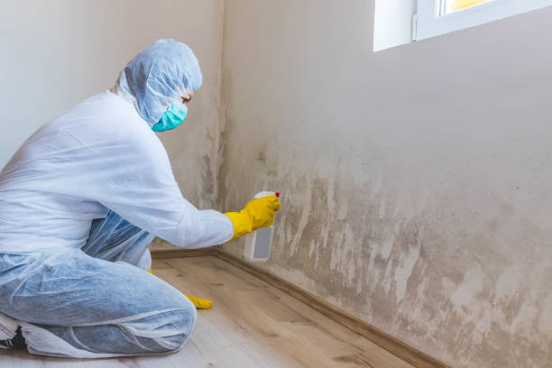 Licensed Commercial Mold Remediation service in Hopewell, PA - WQB Mold Removal