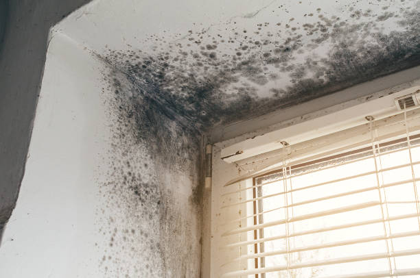 Affordable Commercial Mold Remediation solutions in Hopewell, PA